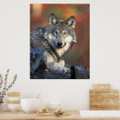 Gray Wolf HerbstCanvas Print Poster (Küche)