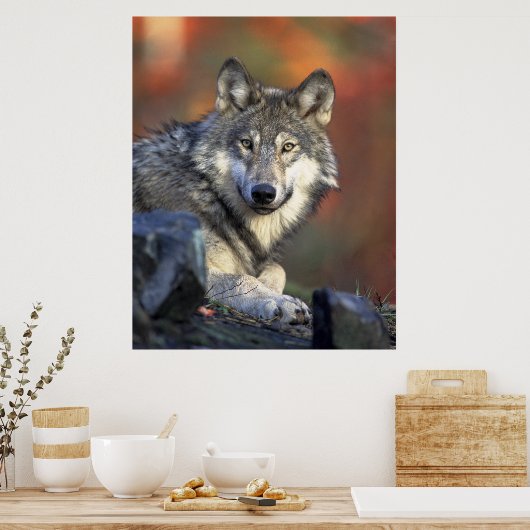Gray Wolf HerbstCanvas Print Poster (Küche)