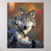 Gray Wolf HerbstCanvas Print Poster (Vorne)