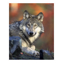 Gray Wolf HerbstCanvas Print