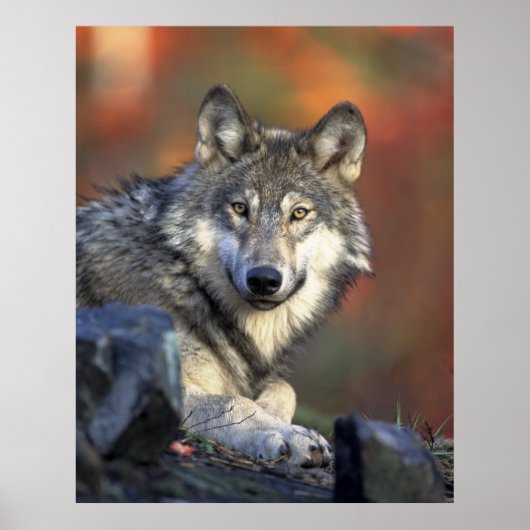 Gray Wolf HerbstCanvas Print Poster (Vorne)