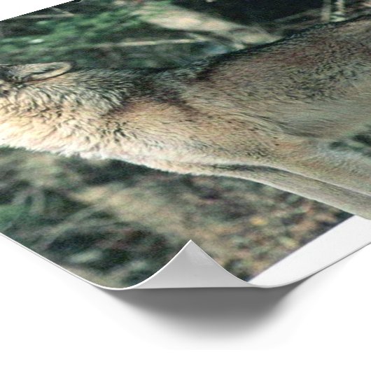 Gray Wolf hewling Poster (Ecke)