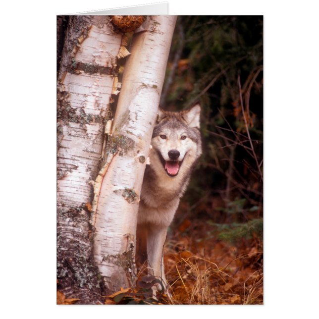 Gray Wolf Hinter einem Baum (Vorne)