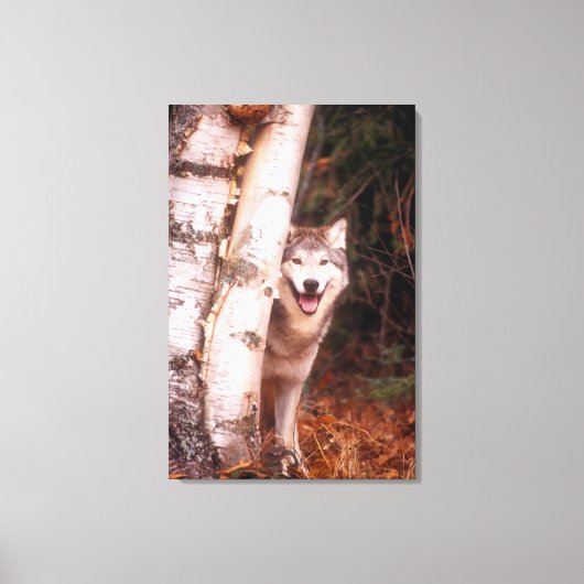 Gray Wolf Hinter einem Baum Leinwanddruck (Vorderseite)