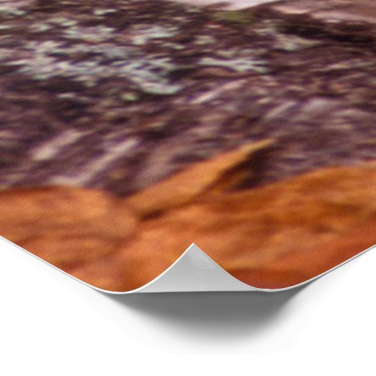 Gray Wolf Hinter einem Baum Poster (Ecke)