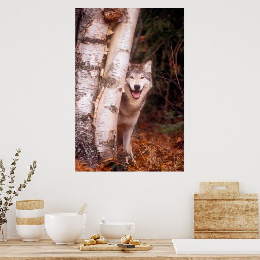 Gray Wolf Hinter einem Baum Poster (Küche)