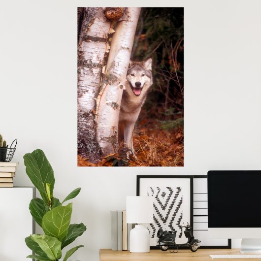 Gray Wolf Hinter einem Baum Poster (Heimbüro)
