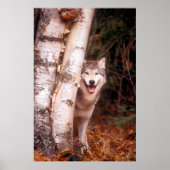 Gray Wolf Hinter einem Baum Poster (Vorne)
