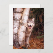 Gray Wolf Hinter einem Baum Postkarte (Vorne/Hinten)