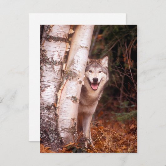 Gray Wolf Hinter einem Baum Postkarte (Vorne/Hinten)