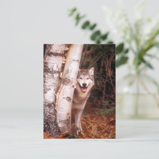 Gray Wolf Hinter einem Baum Postkarte (Stehend Vorderseite)