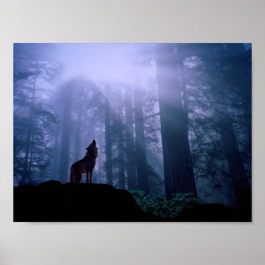 Gray Wolf Howling in der Morgendämmerung Poster (Vorne)
