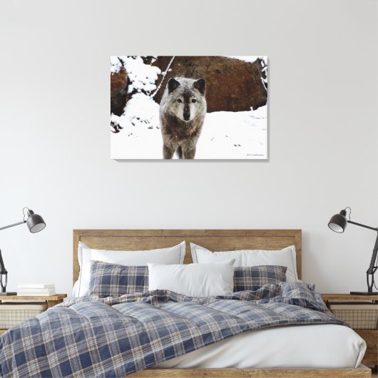 Gray Wolf im Schnee Leinwanddruck (Insitu (Schlafzimmer))