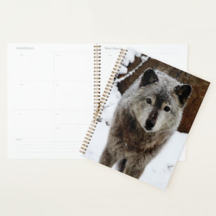 Gray Wolf im Schnee Planer