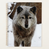 Gray Wolf im Schnee Planer (Vorderseite)