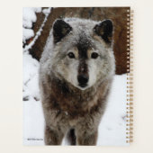 Gray Wolf im Schnee Planer (Rückseite)