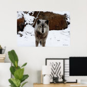 Gray Wolf im Schnee Poster (Heimbüro)