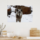 Gray Wolf im Schnee Poster (Küche)