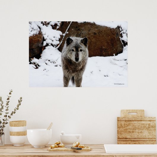 Gray Wolf im Schnee Poster (Küche)