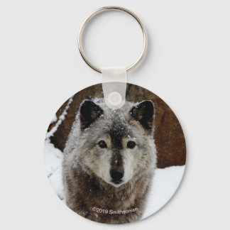Gray Wolf im Schnee Schlüsselanhänger