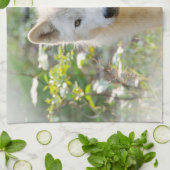 Gray Wolf, kanadische Tierfotografie Geschirrtuch (Gefaltet)