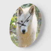 Gray Wolf, kanadische Tierfotografie Große Wanduhr (Winkel)
