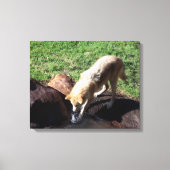 Gray Wolf Leinwand (Vorderseite)