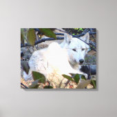 Gray Wolf Leinwand (Vorderseite)