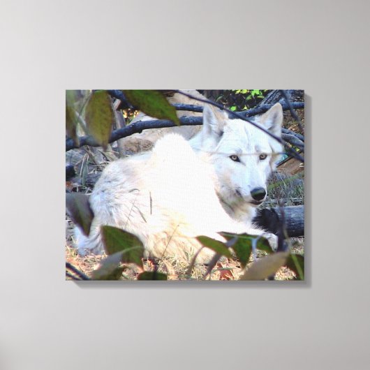 Gray Wolf Leinwand (Vorderseite)