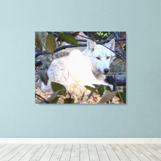 Gray Wolf Leinwand (Insitu (Holzboden))