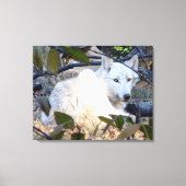 Gray Wolf Leinwand (Vorderseite)