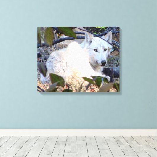 Gray Wolf Leinwand (Insitu (Holzboden))