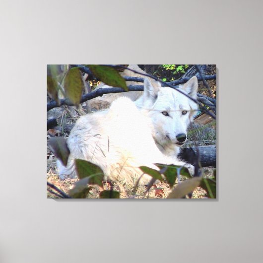 Gray Wolf Leinwand (Vorderseite)