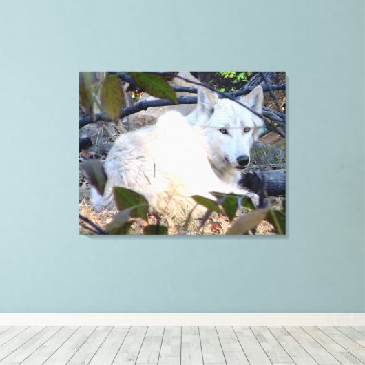 Gray Wolf Leinwand (Insitu (Holzboden))