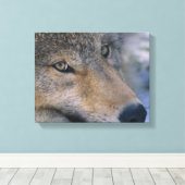 Gray Wolf Lovers Leinwanddruck (Insitu (Holzboden))