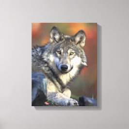 Gray Wolf Lovers Leinwanddruck