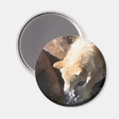 Gray Wolf Magnet (Vorderseite/Rückseite)