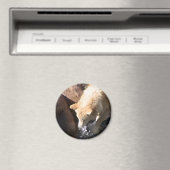 Gray Wolf Magnet (In Situ (Geschirrspüler))