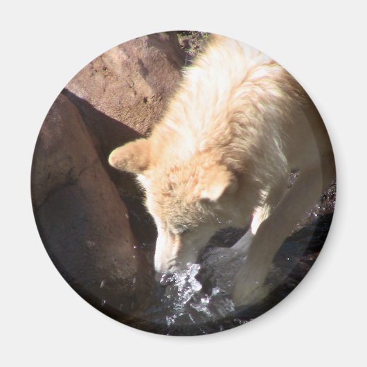 Gray Wolf Magnet (Vorne)