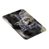 Gray Wolf Magnet (Rechte Seite)