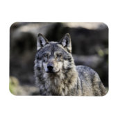 Gray Wolf Magnet (Horizontal)