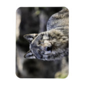Gray Wolf Magnet (Vertikal)