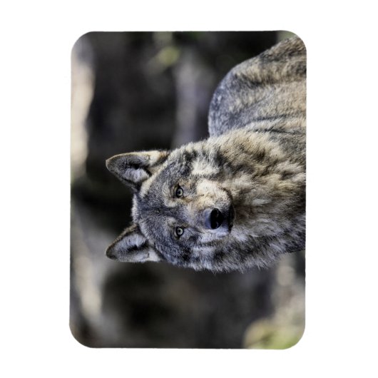 Gray Wolf Magnet (Vertikal)