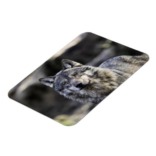 Gray Wolf Magnet (Linke Seite)
