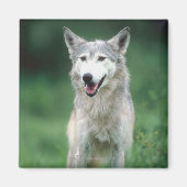 Gray Wolf Magnet (Vorne)