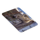 Gray Wolf Magnet (Rechte Seite)