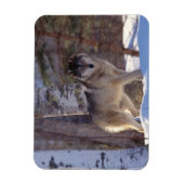 Gray Wolf Magnet (Vertikal)