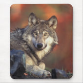 Gray Wolf Mousepad (Vorne)