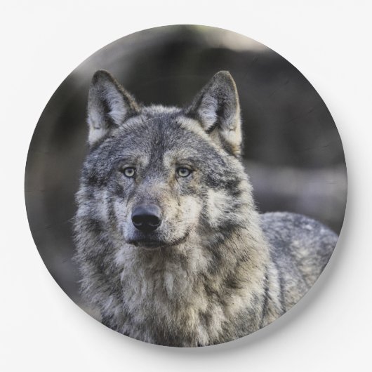 Gray Wolf Pappteller (Vorderseite)