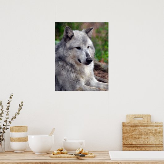 Gray Wolf Pose-168 Poster (Küche)